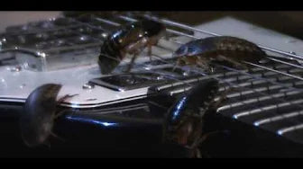 INSECTOS (2017)